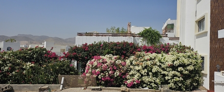 Bawshar, Apartments, Flats, Houses & Villas, OMR 450/month,  3 BR,  Rent Furnished Villa In Qurum Muscat Oman