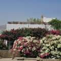 OMR 450/month, 3 BR, Rent Furnished Villa In Qurum Muscat Oman
