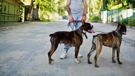 Bhopal, Pet Sitting, Dog Walkers In Bhopal