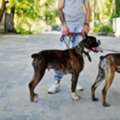 Dog Walkers In Bhopal