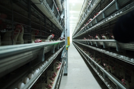 Mumbai, Business, Poultry Cages Manufacturer In India | Advanced Poultry Systems &ndash; Gartech