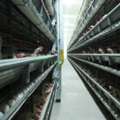 Poultry Cages Manufacturer In India | Advanced Poultry Systems &ndash; Gartech