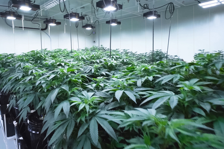New York, Real Estate, Duramax Grow Room Walls Ensure A Brighter And Cleaner Interior