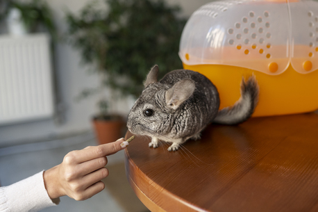 San Francisco, Pet Sitting, Bird Cat Toys, Parrot Bird Toys & Bird Foraging Toys For Happy Pets