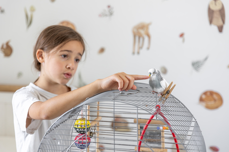 San Francisco, Pet Sitting, Interactive Pet Toys For Dogs And Cats | Fun & Engaging Playtime