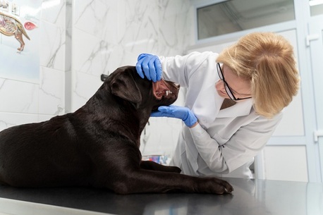 Doha, Pet Sitting, Reliable Veterinary Lab Testing In Doha | First Vet