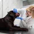 Reliable Veterinary Lab Testing In Doha | First Vet