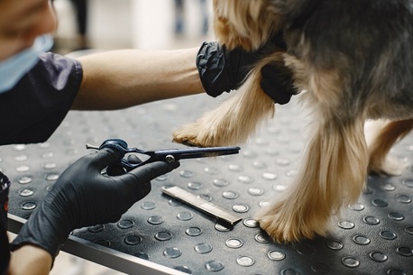 Doha, Pet Sitting, Professional Dog Grooming Services In Doha | Royal Pet