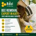 Bee Removal Expert In Katy &ndash; Safe And Reliable Service