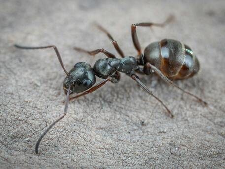 Melbourne, Business, Expert Ant Control Melbourne Services