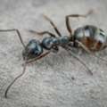 Expert Ant Control Melbourne Services