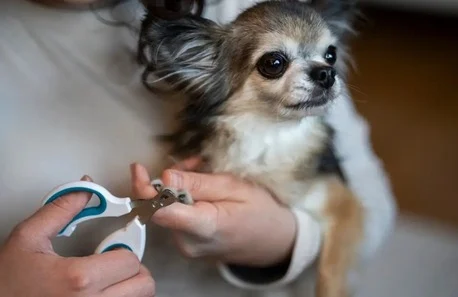 Mississauga, Pet Sitting, Expert Dog Grooming Mississauga Services For Happy, Healthy Pets