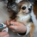 Expert Dog Grooming Mississauga Services For Happy, Healthy Pets