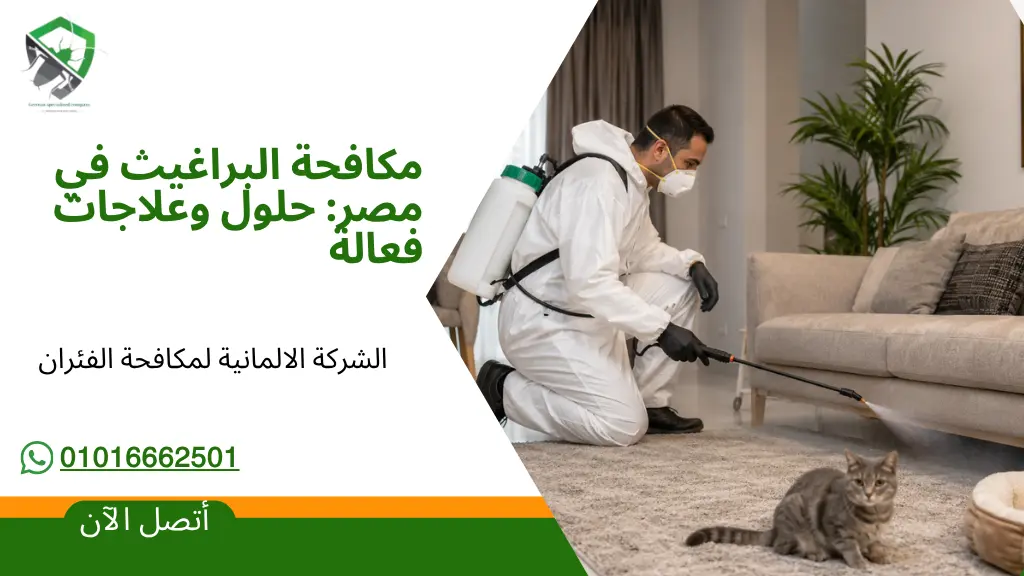 Nasr City, Pest Control, اقضي على الاكلان ( بق الفراش) في اقل من 24 ساعة م