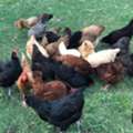 Enjoy Naturally Raised Soy Free Eggs