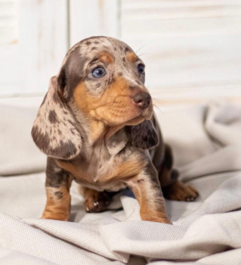 New York, Business, Melinda Dachshund Puppies For Adoption