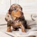 Melinda Dachshund Puppies For Adoption