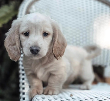 New York, Business, Melinda Dachshund Puppies For Adoption