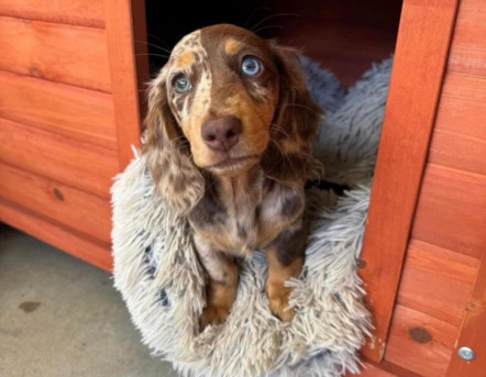 New York, Business, Melinda Dachshund Puppies For Adoption