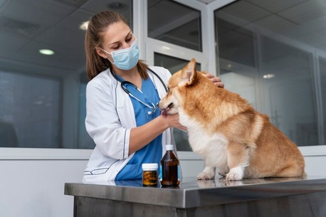 New York, Pet Sitting, Trusted Care From A Veterinarian Water Valley, MS
