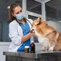 Trusted Care From A Veterinarian Water Valley, MS