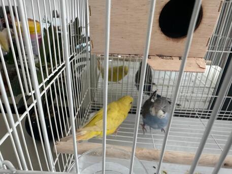 Riyadh, Pet Supplies, SAR 180,  Budgies Pair With Cage And Food For Sale
