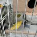 SAR 180,  Budgies Pair With Cage And Food For Sale