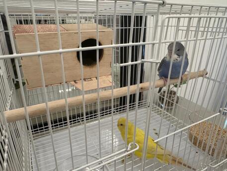 Riyadh, Pet Supplies, SAR 180,  Budgies Pair With Cage And Food For Sale