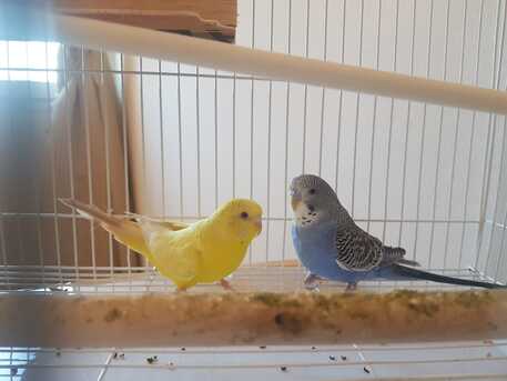 Riyadh, Pet Supplies, SAR 180,  Budgies Pair With Cage And Food For Sale
