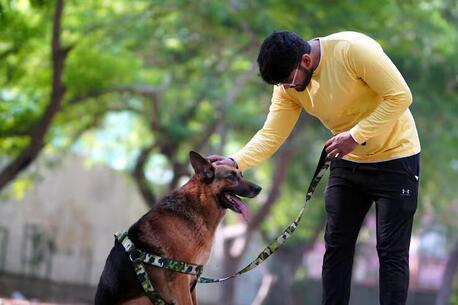 Bhopal, Pet Sitting, Dog Training Service In Bhopal