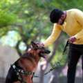 Dog Training Service In Bhopal