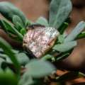 USD 888,  Lattice Sunstone &ndash; Rare & Beautiful Natural Crystal Specimens