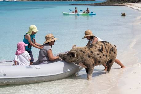 New York, Travel, Unforgettable Island Fun With Bahamas Swimming Pigs Excursion