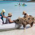 Unforgettable Island Fun With Bahamas Swimming Pigs Excursion