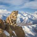 Snow Leopard Expedition Spiti | Wildlife Adventure In The Himalayas