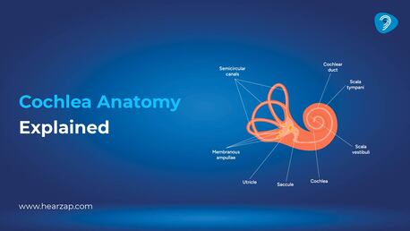 Hyderabad, Health & Beauty Items, INR 30,  Cochlea Anatomy Explained: Structure & Hearing Function