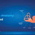 INR 30,  Cochlea Anatomy Explained: Structure & Hearing Function