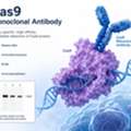 Cas9 Monoclonal Antibody