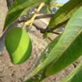 Required Horticulturist For A Plant Nursery
