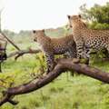 Serengeti Tanzania Safari Tours