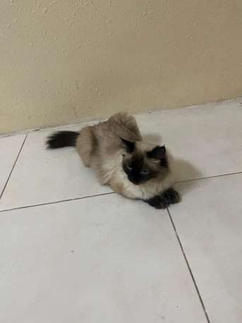 Jubail, Pet Supplies, Himalayan Female Cat Available For FREE Adoption