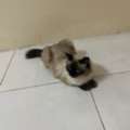 Himalayan Female Cat Available For FREE Adoption