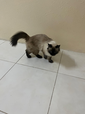 Jubail, Pet Supplies, Himalayan Female Cat Available For FREE Adoption