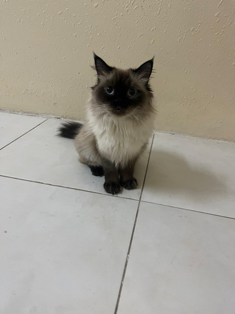 Jubail, Pet Supplies, Himalayan Female Cat Available For FREE Adoption