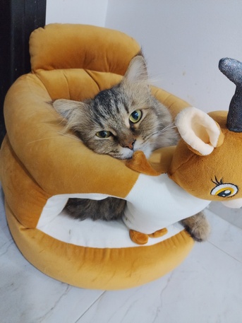 Manama, Pet Adoption, Lovely Cats