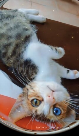 Manama, Pet Adoption, Lovely Cats