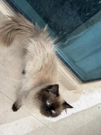 Manama, Pet Adoption, Lovely Cats