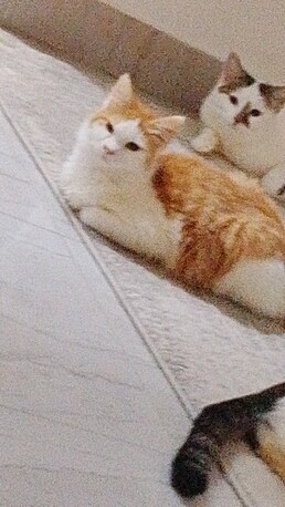 Manama, Pet Adoption, Lovely Cats