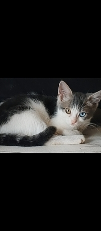 Manama, Pet Adoption, Lovely Cats