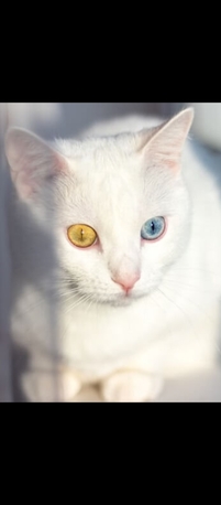 Manama, Pet Adoption, Lovely Cats